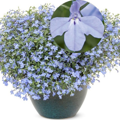 Lobelia erinus 'Laura® Sky Blue' - Sinilobeelia 'Laura® Sky Blue' P9/0,55L